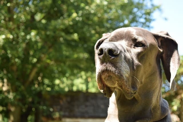 We asked real owners whether they thought their Great Danes were smart.