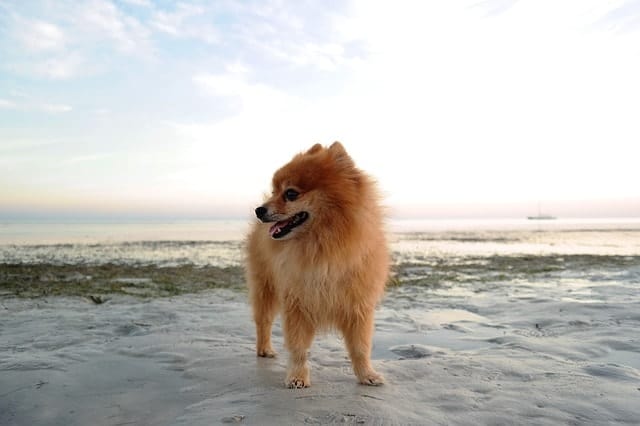 We asked real owners if they thought their Pomeranians were smart and why?