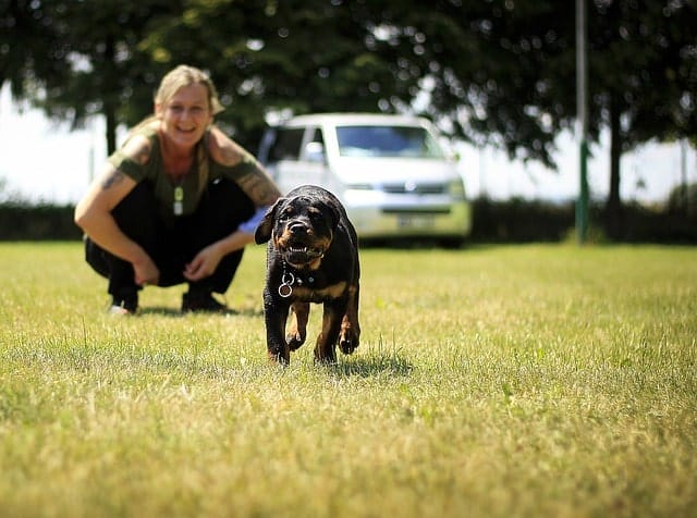We surveyed real Rottweiler owners and asked them, "is your Rottweiler intelligent?"