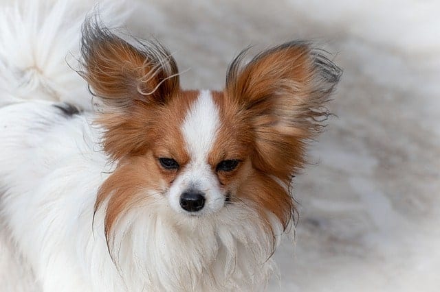 The extra hair on the tips of the Papillon's ears make it looks even longer than it actually is.