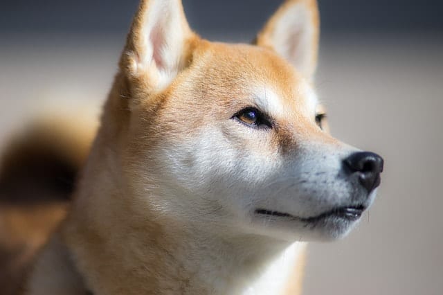 To understand how smart Shibas are, we must understand how we measure their intelligence.