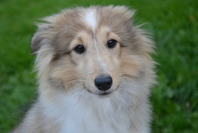The Shetland Sheepdog is one of the most iconic dog breeds in the world, but they're also one of the smartest dogs too.