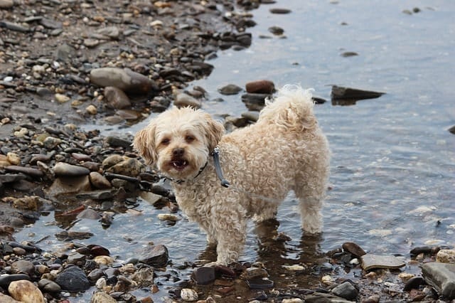 Poodles are some of the best swimmers because they were bred to retrieve in the water.