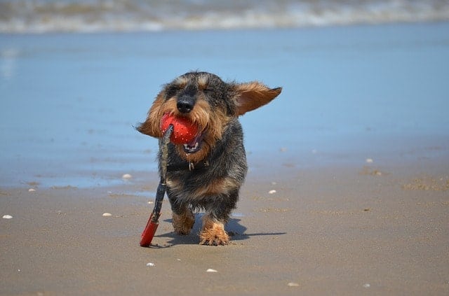 Here are 5 tips for a step by step approach to getting your Dachshund to swim.