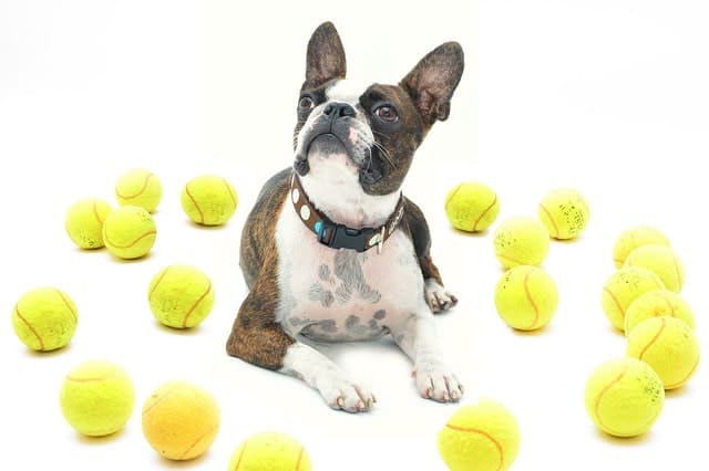 It requires patience and consistency to teach a Boston Terrier to be quiet.