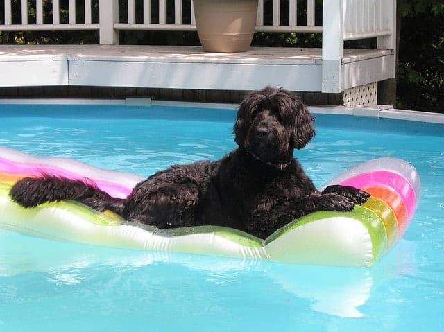 Training a Poodle to swim takes patience and consistency.