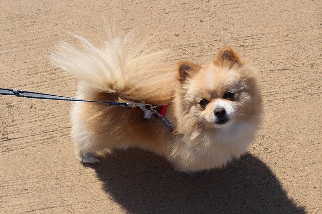 Pomeranians are smart because they have high instinctive and adaptive intelligence.