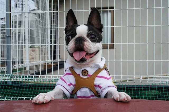 When do boston terriers bark?