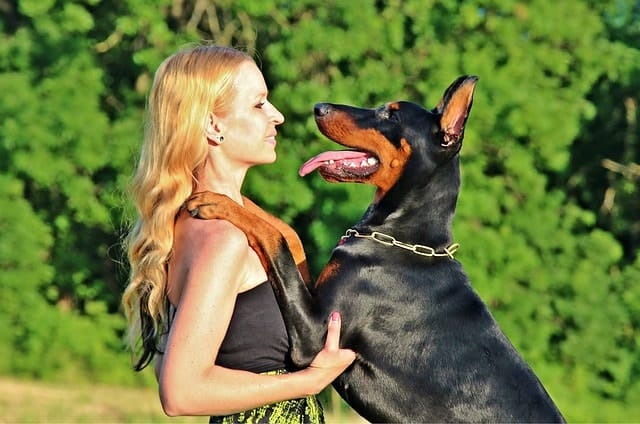 Dobermans are perfect for all types of people and families.