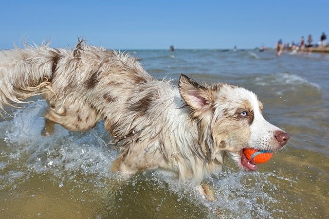 There are a number of reasons why Australian Shepherds are ranked so low on the dog intelligence list.