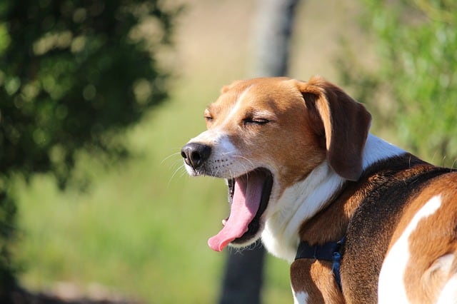 Why are Beagles listed as one of the 10 least intelligent dog breeds?