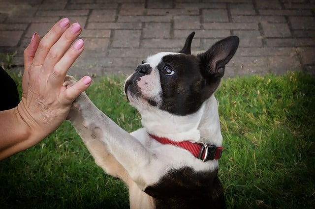 Boston Terriers don't bark much because they were bred to be that way.
