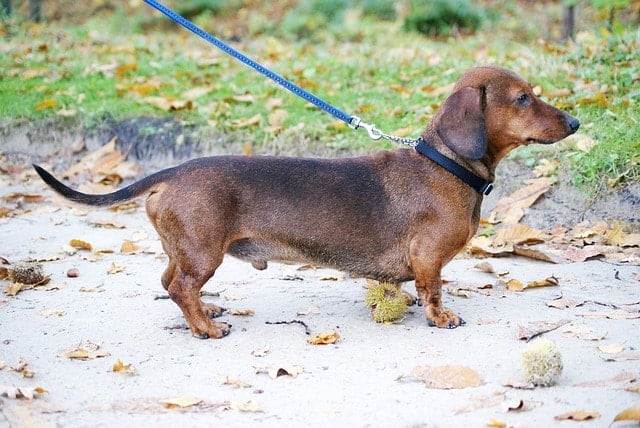 Dachshunds are smart in more ways than just obedience training.