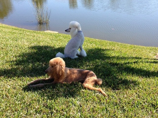 Poodles are great swimmers because they were bred to retrieve game from the water.