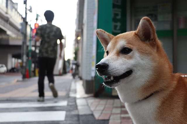 Shiba Inus rank low on dog IQ tests because they're too stubborn to obey commands.