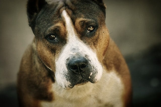 American Pit Bull Terriers became a multi purpose farm dog when they arrived in the United States.