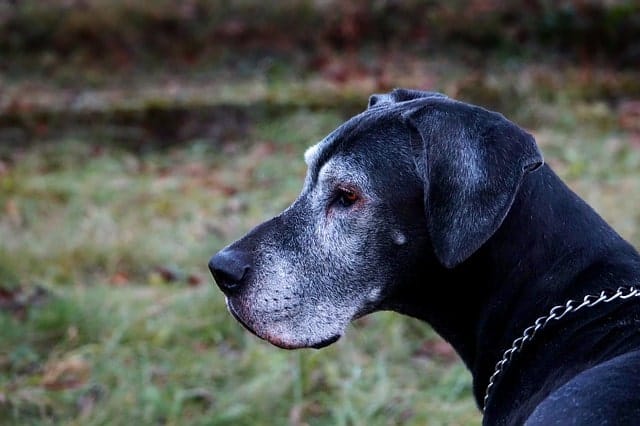Great Danes are moderate to high shedding dogs.