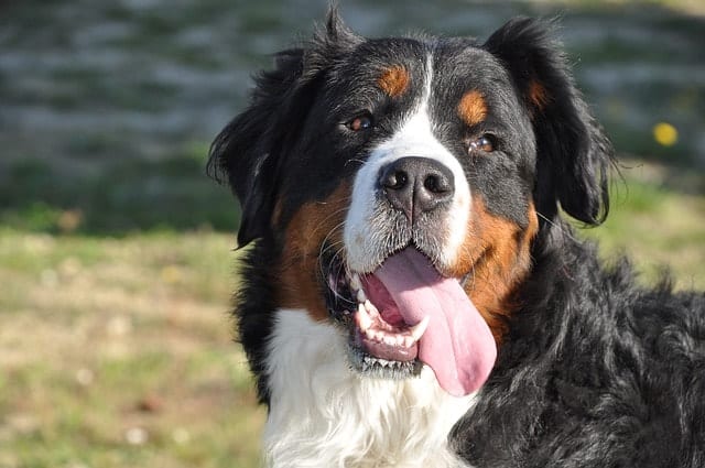 Bernese mountain dogs are some of the smartest dog breeds in the world.