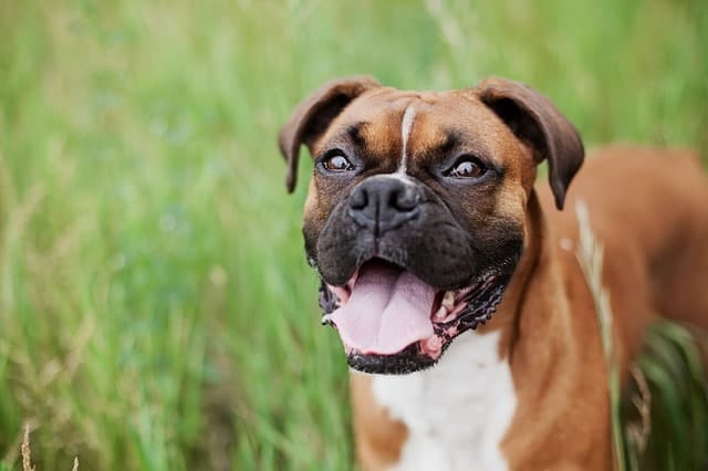Here's why Boxers rank low for canine intelligence.