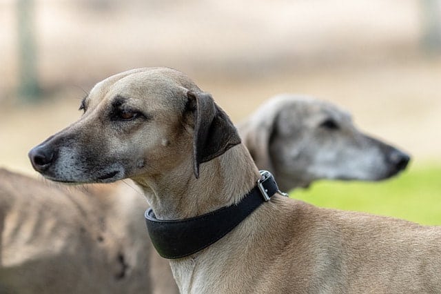 Are Greyhounds actually smart dogs? Here's why they are.