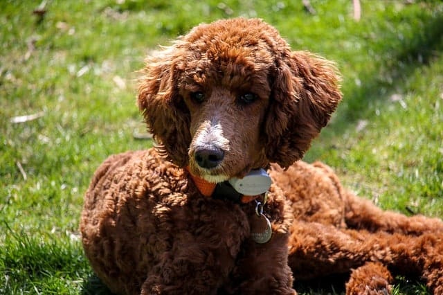 Poodles are hypoallergenic dogs, but here are 10 other similar hypoallergenic dog breeds.