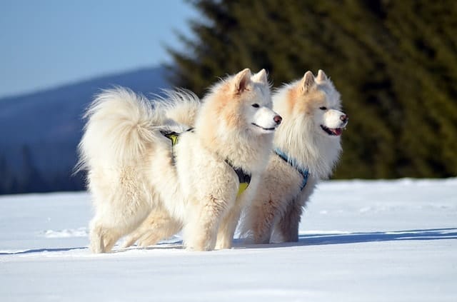 Samoyeds are smart dogs, as they're the 44th smartest dog breed.