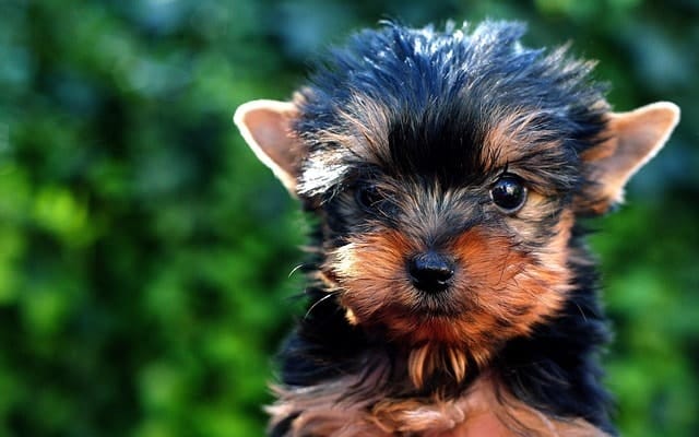 Yorkies are smarter than most dog breeds. In fact, they're above average intelligent dogs.
