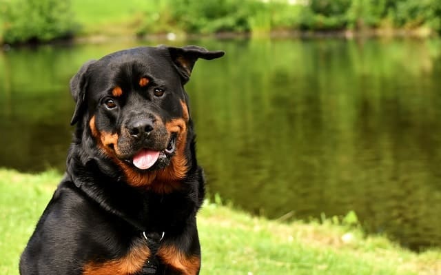 Can Rottweilers swim? How well does a Rottweiler swim?