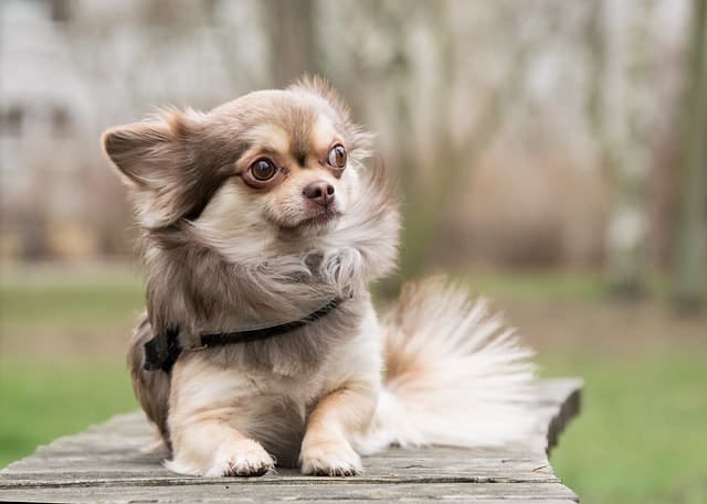 Chihuahuas were bred from the Techichi dog from ancient Mexican civilizations.