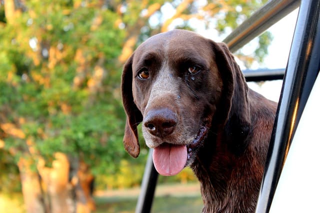 The German Shorthaired Pointer is one of the most iconic shorthaired pointer from this bird dog group.