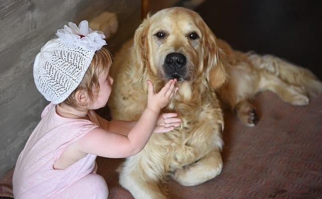 Golden Retrievers are great around babies if they're properly trained beforehand.