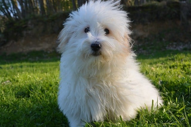 The Coton De Tulear is friendly and low shedding.