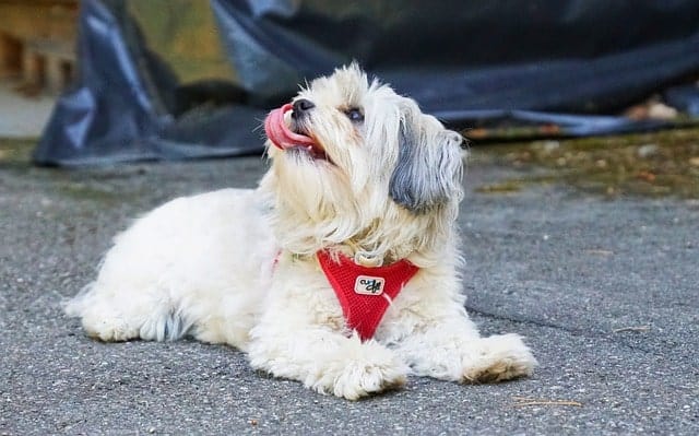 The Cuban Havanese is both adorable and hypoallergenic.
