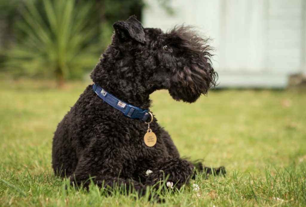 The Kerry Blue Terrier is the terrier that most resembles a Poodle.