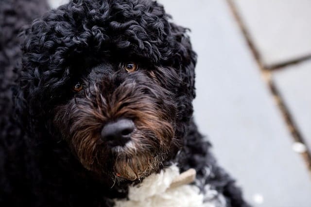 The Portuguese water dog was bred for the same job as the Poodle.