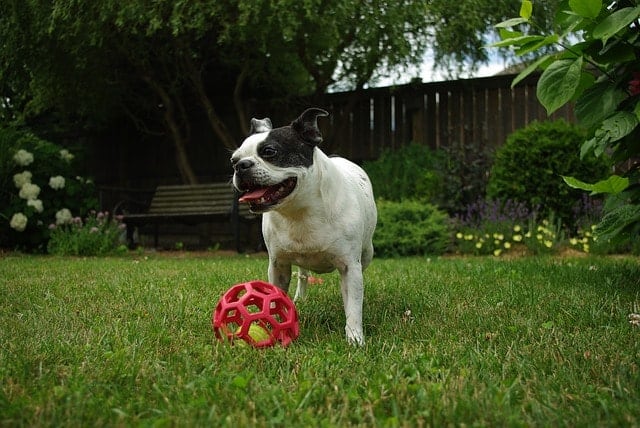 Is your Boston Terrier smart? We asked real owners.