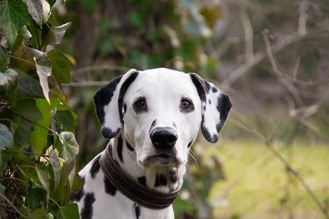 We asked real Dalmatian owners to see if they think their dogs are smart.