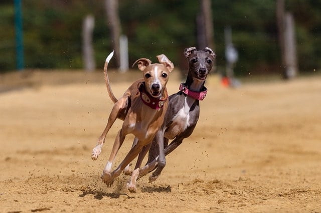 According to most Greyhound owners, these dogs are very smart.