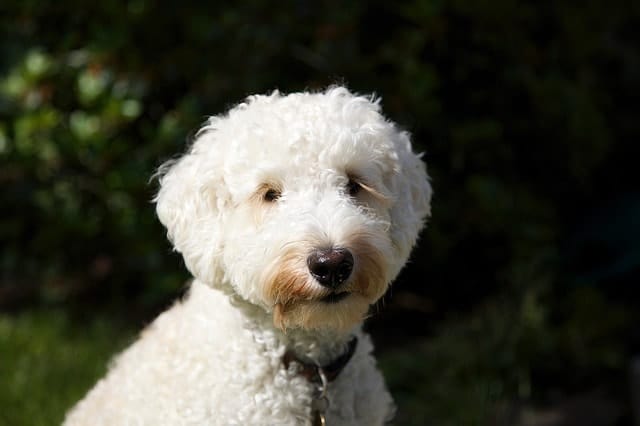 We asked real Labradoodle owners if they thought their mutt was highly intelligent.