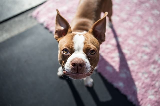 We measure a Boston Terriers intelligence by their obedience.