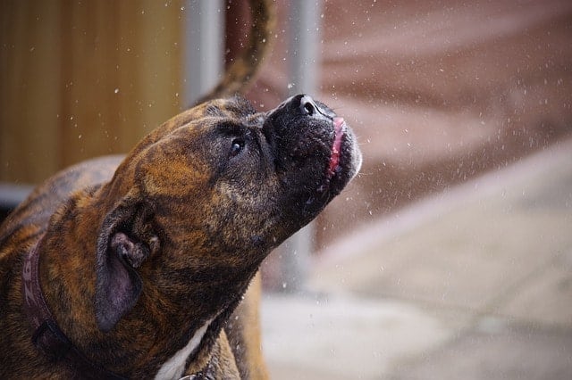 Boxers are the 90th most intelligent dog breed. Here's how we came to the conclusion.