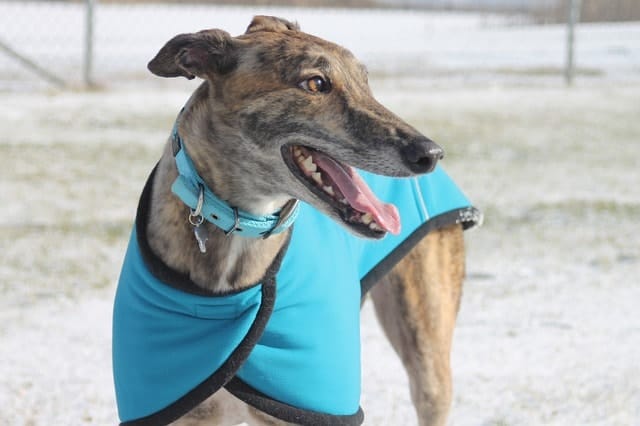 Here's why we ranked Greyhound among average intelligent dogs.