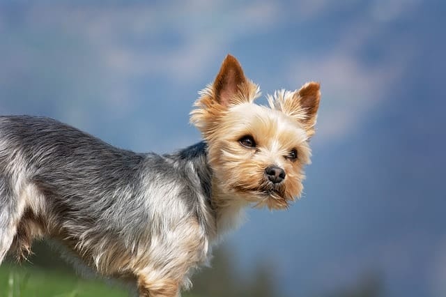 We measure a Yorkie's intelligence based on working and obedience intelligence.