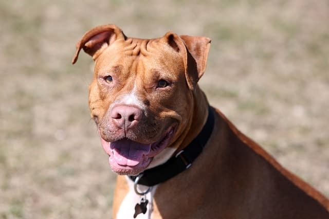 Pit Bulls were originally bred for bull baiting, dog fighting and ratting.