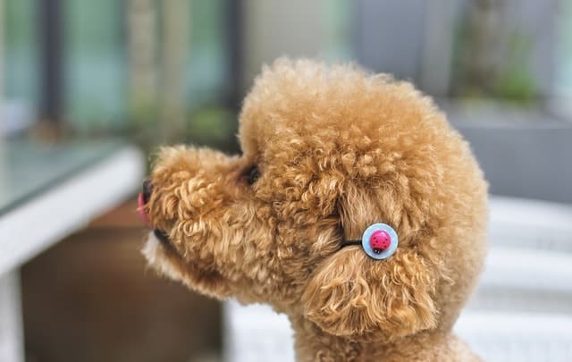 Poodles were originally bred for a lot of different tasks.