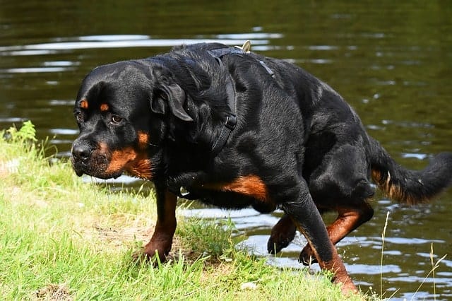 When letting your Rottweiler swim, buy them a life jacket, introduce them slow and bring some treats.