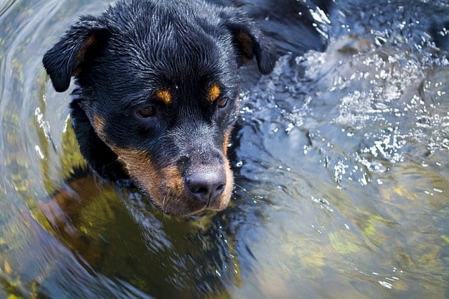 Teaching your Rottweiler to swim is easier than you think. 