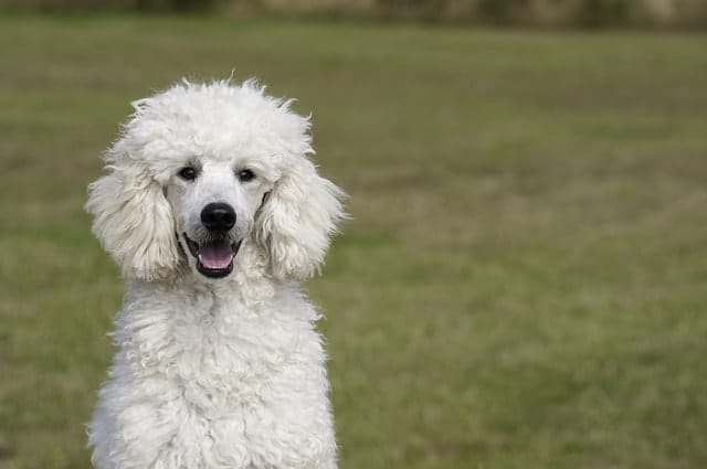 The origins and history of the Poodle can be traced back thousands of years.