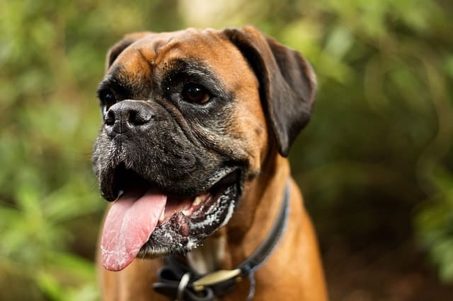 The modern Boxer is bred to be great companions and family dogs.