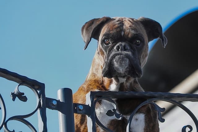 Boxer dogs were bred to do various tasks, including bull baiting, cart pulling, herding and more.